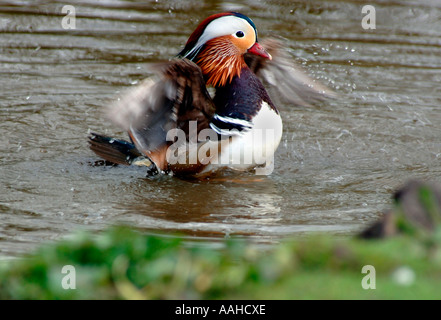 Männliche Mandarinente (Aix Galericulata) Stockfoto