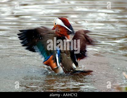 Männliche Mandarinente (Aix Galericulata) Stockfoto