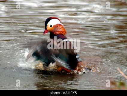 Männliche Mandarinente (Aix Galericulata) Stockfoto