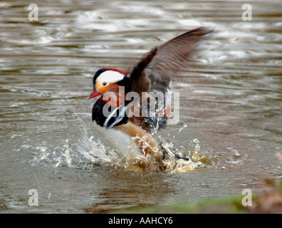 Männliche Mandarinente (Aix Galericulata) Stockfoto