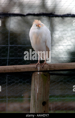 Kuhreiher (Bubulcus Ibis) Also Called Buff-Backed Heron. Stockfoto