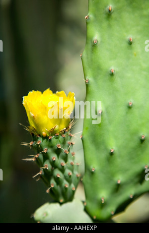 Obst-Blume. Pryckly Birnbaum. Sineu.Mallorca Island.Spain Stockfoto