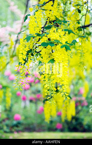 Hängende Goldregen Blüte Stockfoto