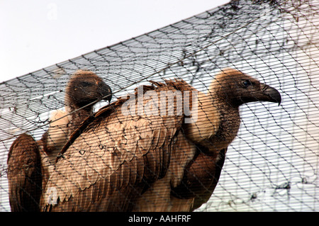 Weißrückenspecht Gänsegeier (abgeschottet Africanus) Stockfoto