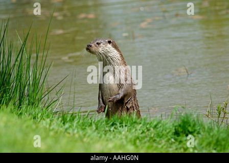 Fischotter (Lutra Lutra) aus Fluss Stockfoto