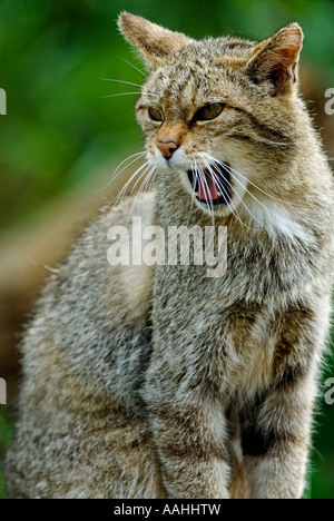 Schottische Wildkatze (Felis Catus), Knurren.  In Gefangenschaft Stockfoto