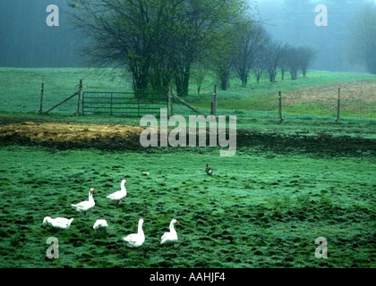 Enten zu Fuß über einen nebligen Wiese im zeitigen Frühjahr Stockfoto