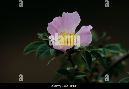 Nahaufnahme von Dog Rose Blume Stockfoto