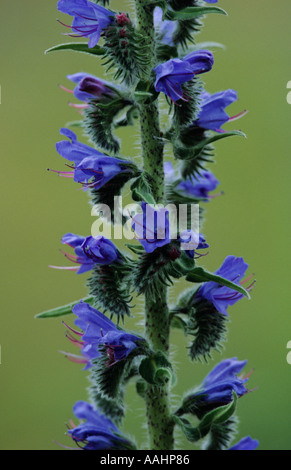 Nahaufnahme von Vipern Bugloss Blume Stockfoto