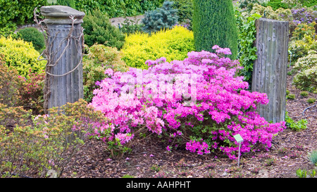 Blühende Rhododendren Botanischer Garten Breslau niedriger Schlesien Polen Stockfoto