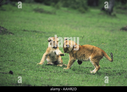 Zwei drei Monate alten Löwenbabys spielen, kämpfen und Knurren Masai Mara National Reserve Kenia in Ostafrika Stockfoto