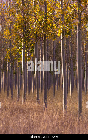 Pappel-Plantage, Victoria, Australien Stockfoto