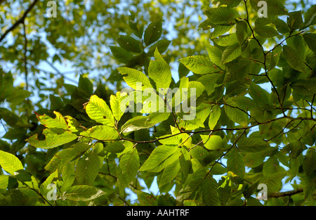 Amerikanische Buche, Fagus grandifolia Stockfoto