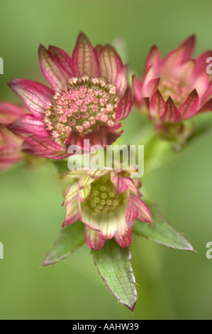 Astrantia große rubra Stockfoto