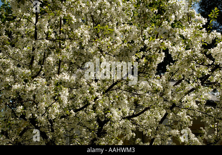 Blühenden Holzapfel, Malus spp. Stockfoto