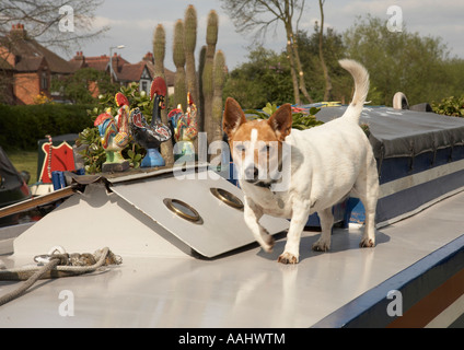 Hund auf einem Kanal Lastkahn in Willington Stockfoto