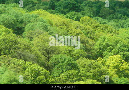 Gemischte Wälder Baldachin Stockfoto