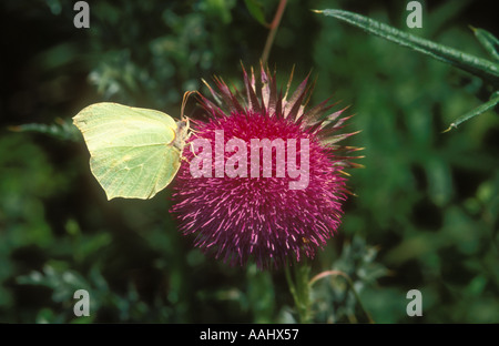Zitronenfalter Männchen ernähren sich von woolly thistle Stockfoto