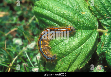 Lakai-Falter-Raupe Stockfoto