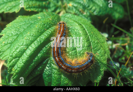 Lakai-Falter-Raupe Stockfoto