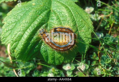 Lakai-Falter-Raupe Stockfoto