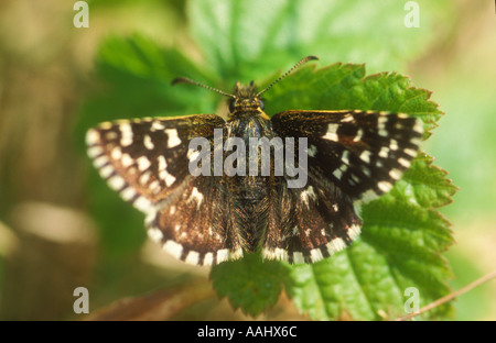 Ergrauten Skipper ruht Stockfoto