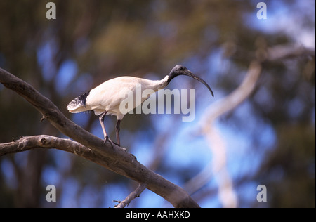 Sacred Ibis, Barmah Wald, Murray River, Victoria, Australien, Horizontal, Threskiornis aethiopicus Stockfoto