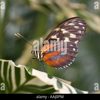 Tiger Longwing (Heliconius Ismenius) Schmetterling Stockfoto