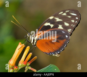 Tiger Longwing Schmetterling (Heliconius Ismenius) ernähren sich von orange Blume Stockfoto