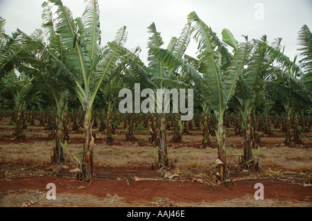 Bananenstauden in starkem Wind Tropical North Queensland Australien in Reihen dsc0076 bewirtschaftet Stockfoto