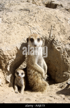 Erdmännchen (Suricata Suricatta) Sub Erwachsene Babysitter ein Welpe in den Fuchsbau, Northern Cape, Südafrika Stockfoto