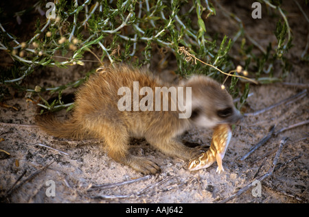 Baby-Erdmännchen Essen einen bellenden Geckos Kalahari-Wüste in Südafrika Stockfoto