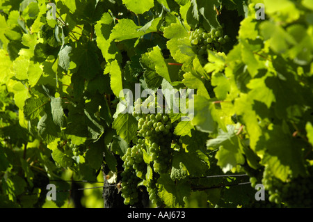 Wein Region Falkenstein im unteren Austrias Weinviertel Stockfoto