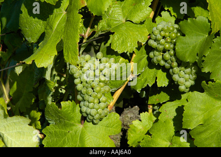 Wein Region Falkenstein im unteren Austrias Weinviertel Stockfoto