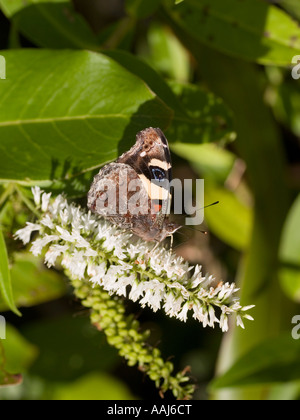 Ungewöhnliche NZ gelbe Admiral butterly Distelfalter Schmetterling zeigt Unterseite der Flügel Stockfoto