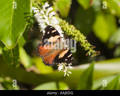 Seltene gelbe Admiral NZ butterly Distelfalter Schmetterling Kahukowhai Maori Namen Vanessa itea Stockfoto
