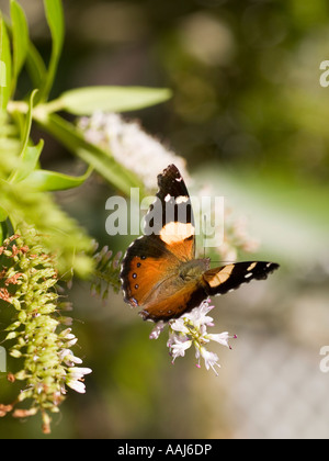 Ungewöhnliche NZ gelbe Admiral butterly Distelfalter Schmetterling Kahukowhai Maori Namen Vanessa itea Stockfoto