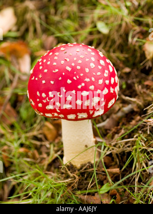 Amanita Muscaria Pilz Fliegenpilz Fliegenpilz Stockfoto