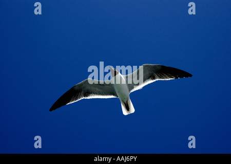 Möwe folgt der Fort Sumter Ferry, Hafen von Charleston, South Carolina Stockfoto