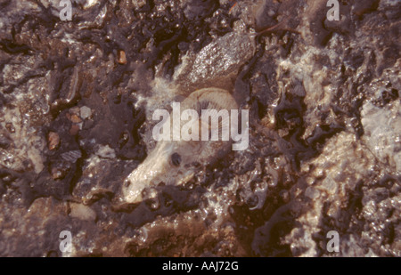 Frosterley Marmor, Frosterley, County Durham, England, Vereinigtes Königreich. Stockfoto