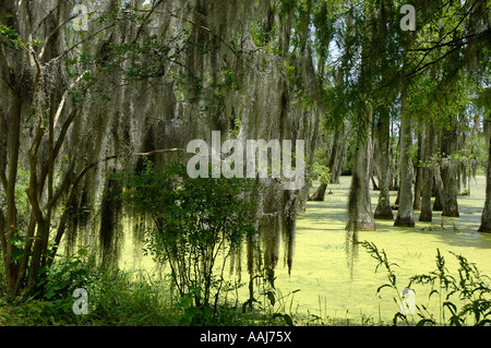 Feuchtgebiete in der Nähe von Charleston, South Carolina Stockfoto