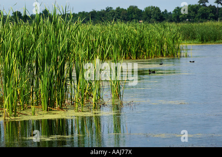 sumpfige Tiefland in der Nähe von Charleston, South Carolina Stockfoto