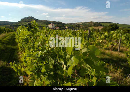 Wein Region Falkenstein im unteren Austrias Weinviertel Stockfoto