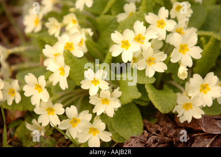 EIN BÜSCHEL VON GELBEN WILDEN PRIMROSE BLUMEN PRIMULA VULGARIS UK Stockfoto