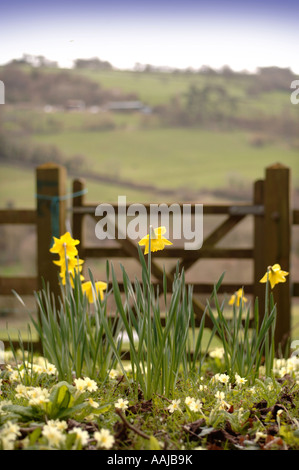 FRÜHLING-NARZISSEN UND PRIMELN IN DER NÄHE VON EINEM WANDERWEG GATE UK Stockfoto