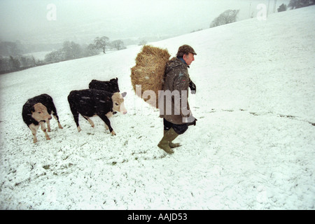 Bauer sein Vieh in einem Schneesturm am Bergbauernhof in South Wales UK Fütterung Stockfoto