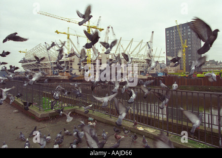 Millennium-Stadion im Bau gesehen durch Herde der Tauben in Cardiff South Wales UK Stockfoto