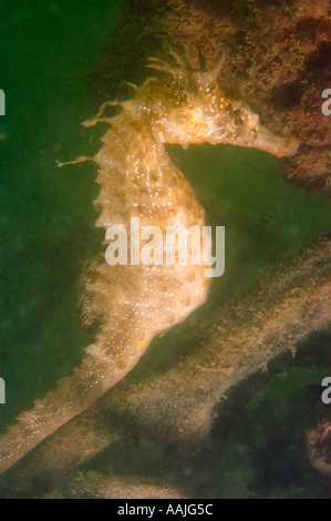 Dornige Seepferdchen Hippocampus Guttulatus an der Atlantikküste von Portugal in der Nähe von Faro am häufigsten gefunden UK Irland Nord-Norwegen Stockfoto