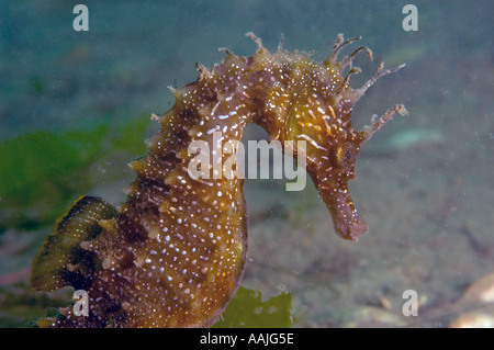 Dornige Seepferdchen Hippocampus Guttulatus an der Atlantikküste von Portugal in der Nähe von Faro am häufigsten gefunden UK Irland Nord-Norwegen Stockfoto