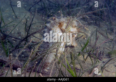 Dornige Seepferdchen Hippocampus Guttulatus an der Atlantikküste von Portugal in der Nähe von Faro am häufigsten gefunden UK Irland Nord-Norwegen Stockfoto